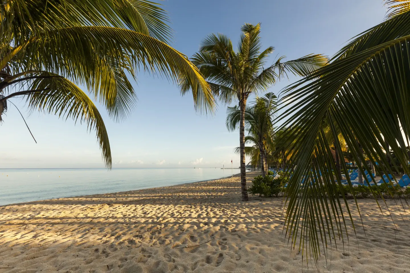 Sandy beach with palm trees and calm water at Allegro Cozumel.