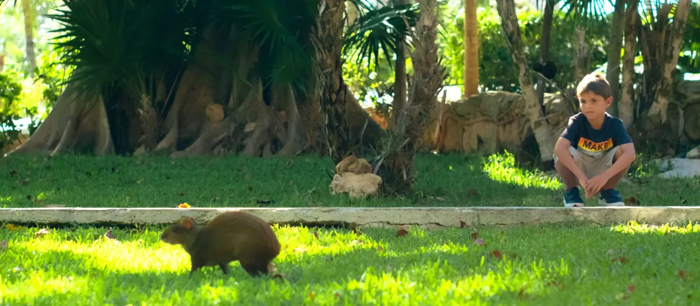 A child watches a small animal on the resort grounds at Allegro Playacar.