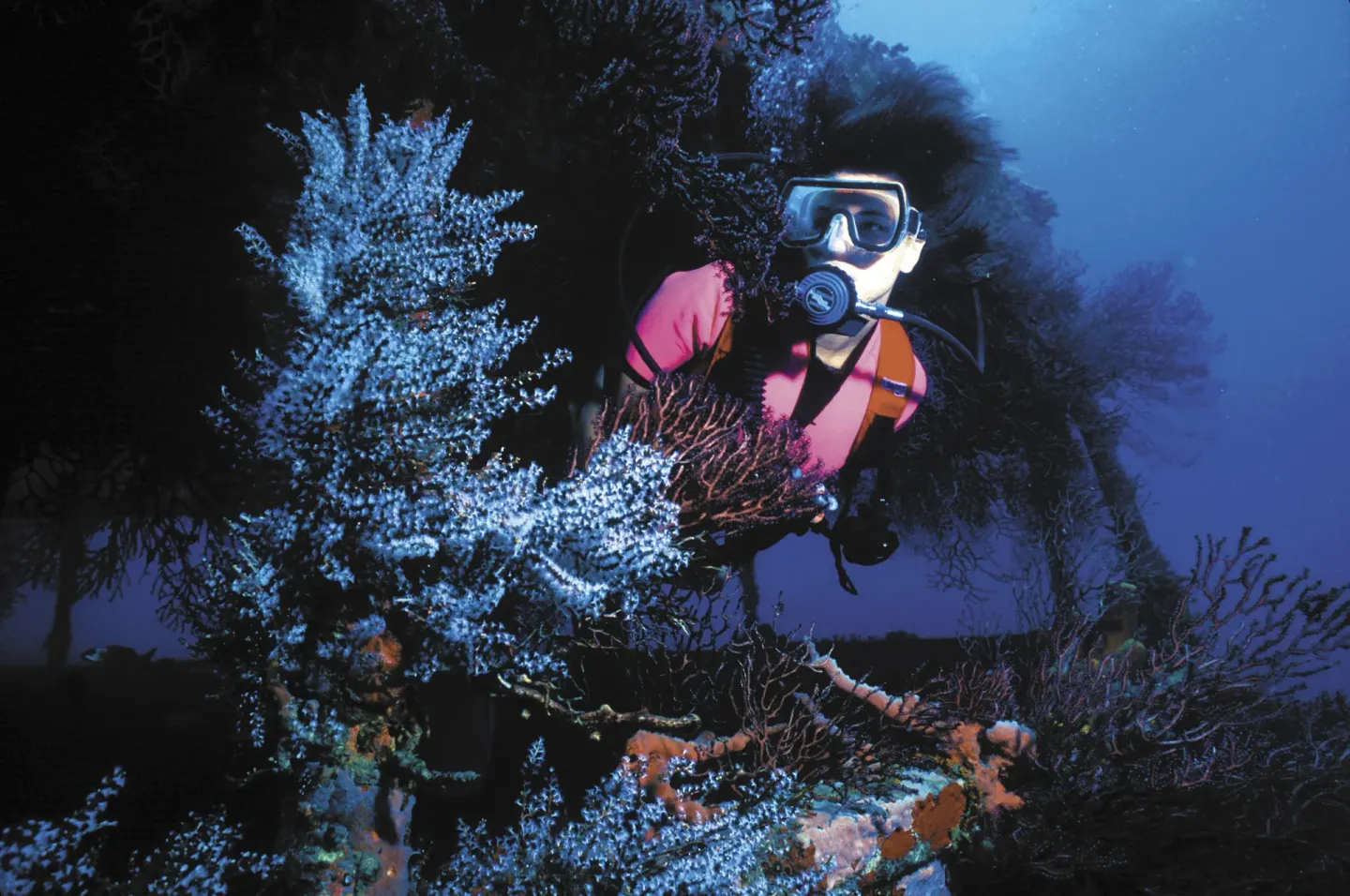 Scuba diver near branching coral at Anse Chastanet Resort in deep blue underwater light.