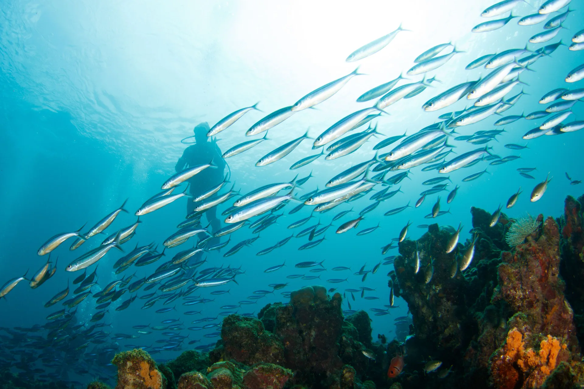 Scuba diver and schooling fish over a reef near Anse Chastanet Resort.