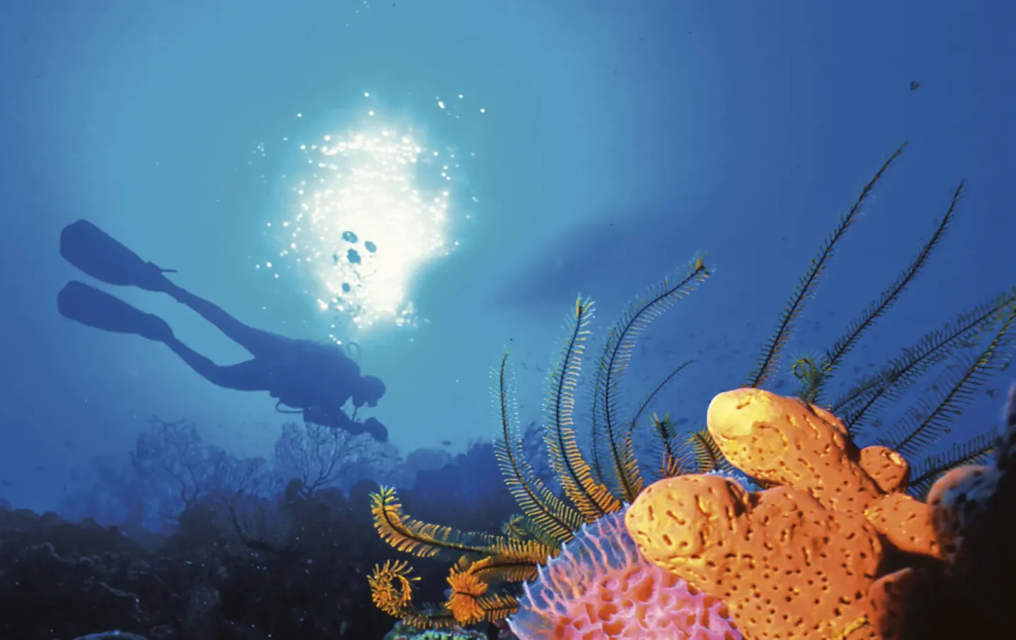 Scuba diver swims above colorful coral near Anse Chastanet Resort.