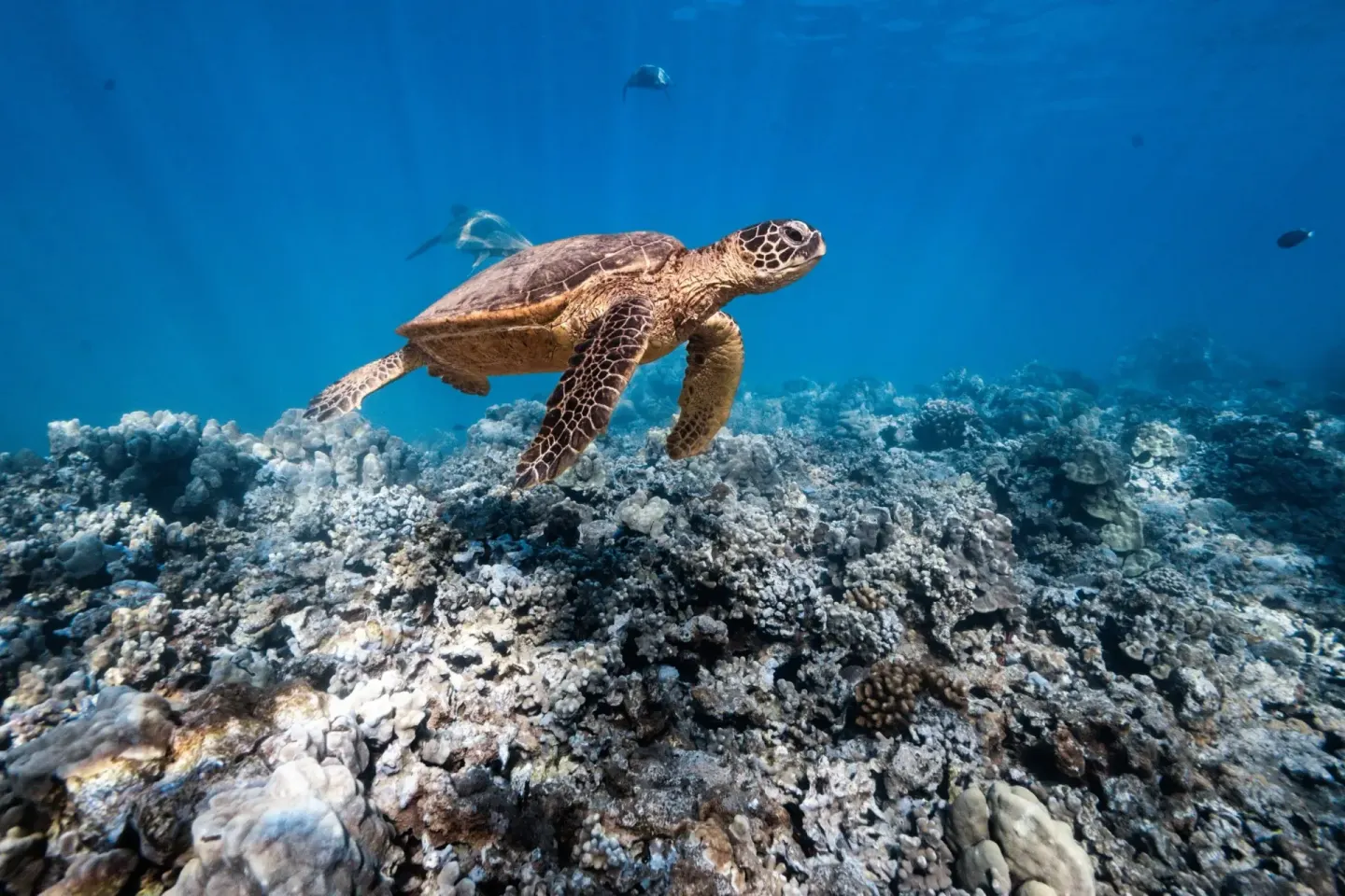Turtle Reef 1 Min Walk