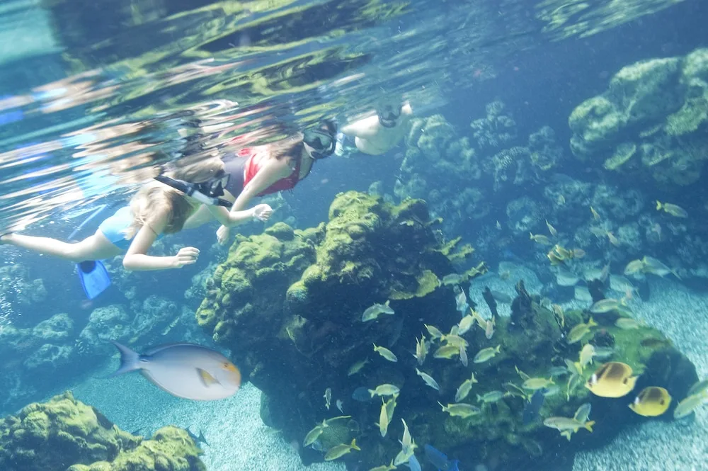 Snorkeling Lagoon Aulani A Disney Resort Spa