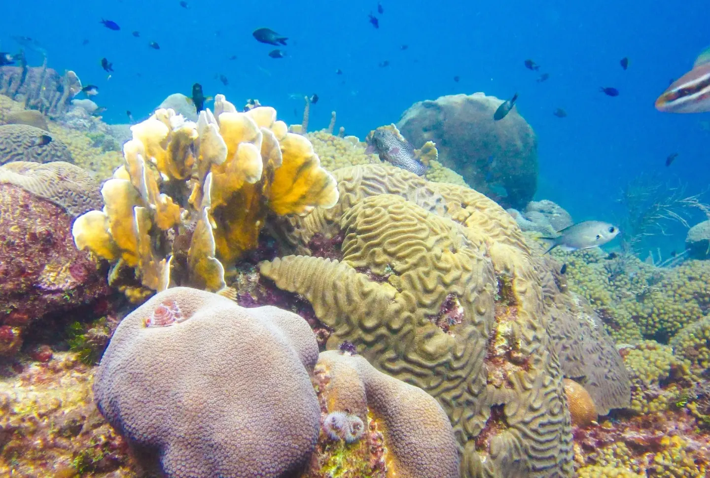 Coral reef with tropical fish in blue water near Avila Beach Hotel.