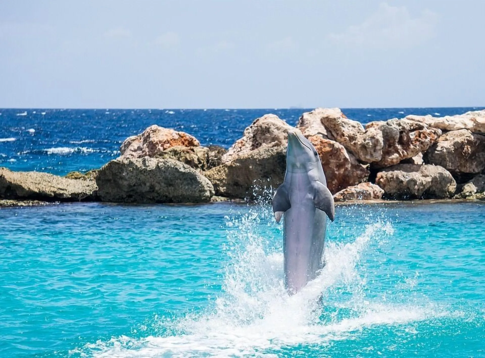 A dolphin leaps from turquoise water near Avila Beach Hotel.