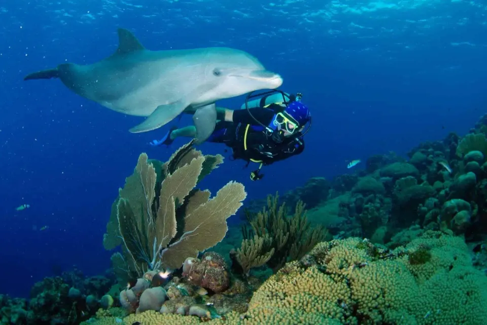 Scuba diver underwater swimming near a dolphin and reef at Baoase Luxury Resort