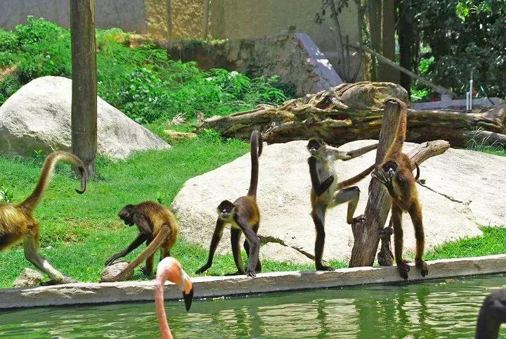 Vallarta Zoo 10 Min Walk