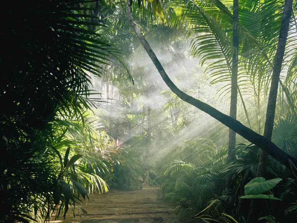 Tropical trail lined with palms and a leaning tree arching over the path at BE Destination Tulum
