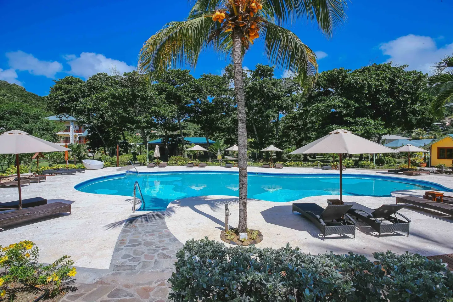 Pool terrace with a central palm, loungers and umbrellas at Bequia Beach Hotel.