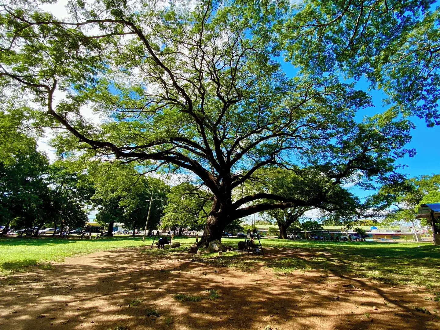 Large shade tree spreading over a grassy park area at Borinquen Thermal Resort.