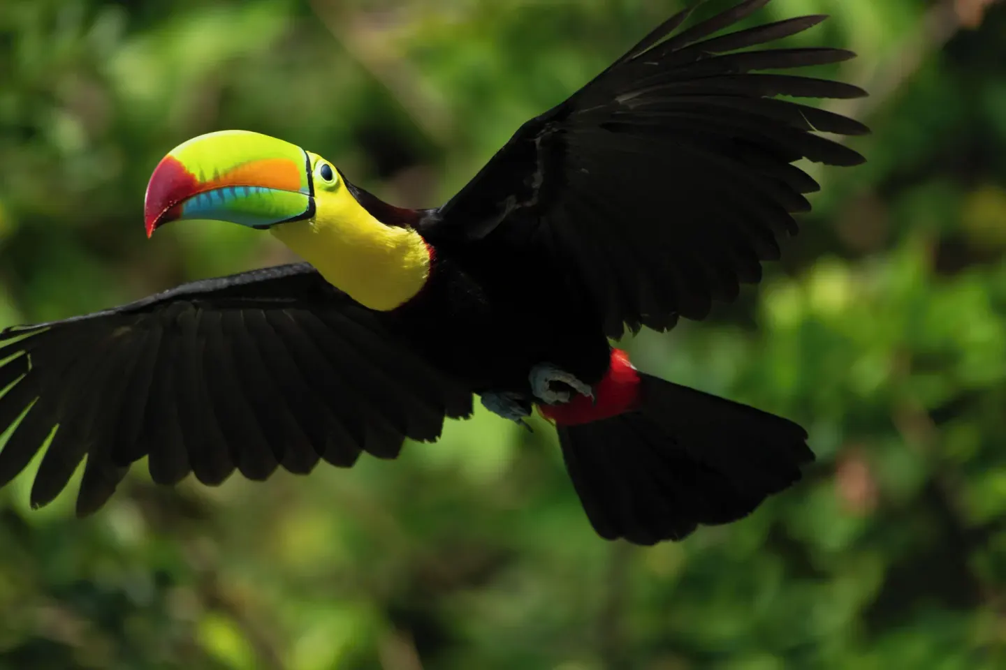 Keel-billed toucan flying against green foliage at Borinquen Thermal Resort.