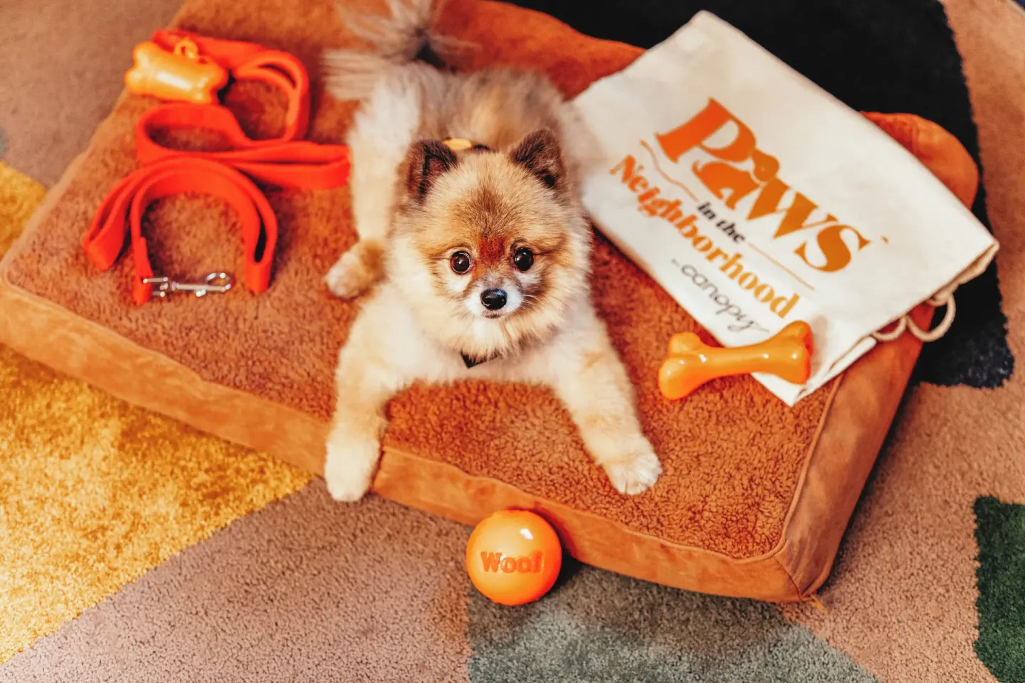 Small dog on a pet bed with toys at Canopy by Hilton Cancun La Isla.
