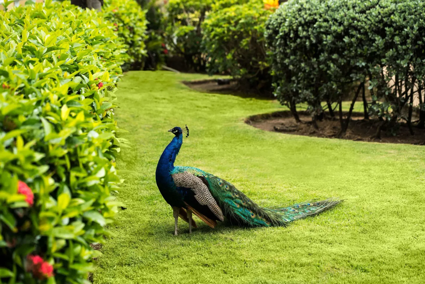Peacock standing on a manicured lawn in the gardens at Caribe Hilton.
