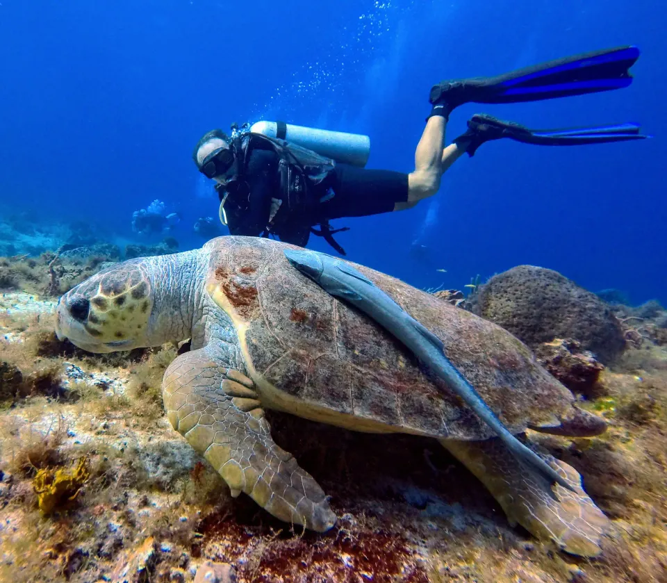 Scuba diver swimming above a sea turtle during a dive near Casa del Mar Cozumel Hotel & Dive Resort.