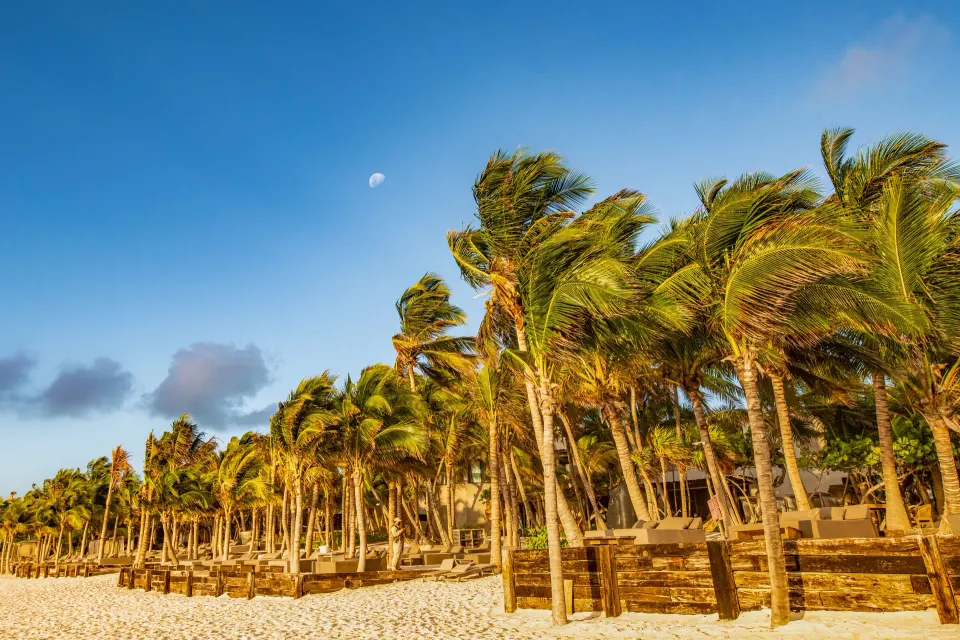 Row of palms along the shoreline with moon visible above at Casa Malca beach