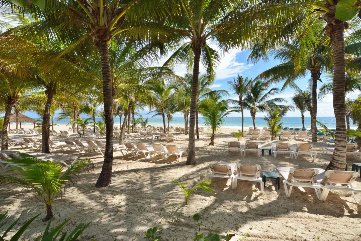 Beach loungers set beneath tall palm trees at Catalonia Playa Maroma.