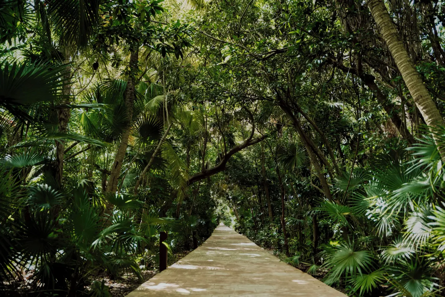 Shaded jungle walkway through dense greenery at Catalonia Playa Maroma.