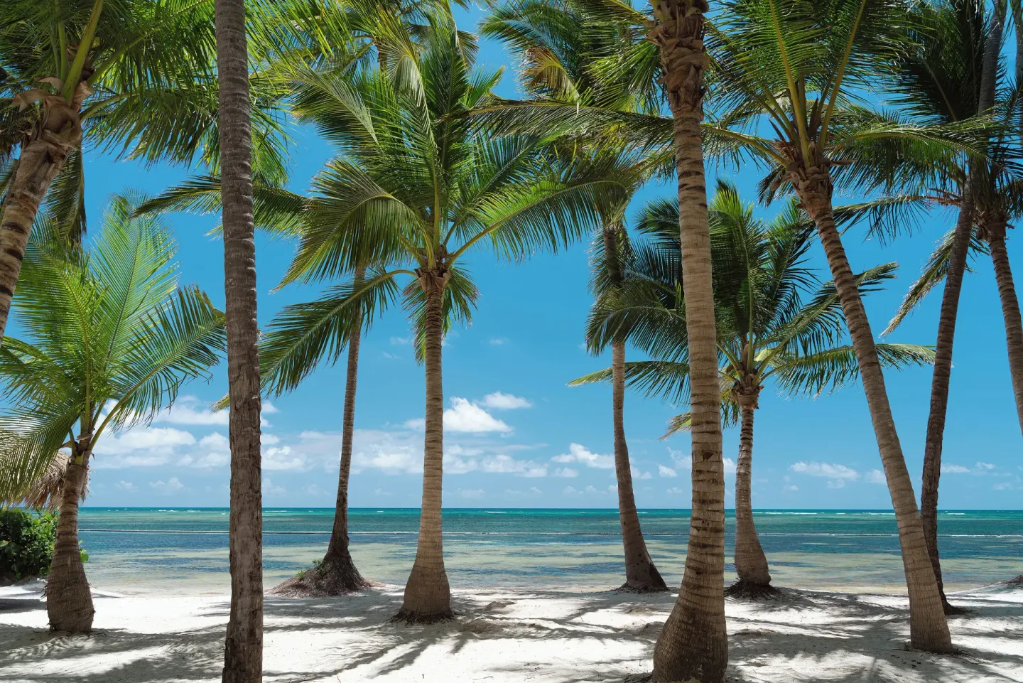 Palm trees line the sandy beach and turquoise sea at Catalonia Royal Bavaro.