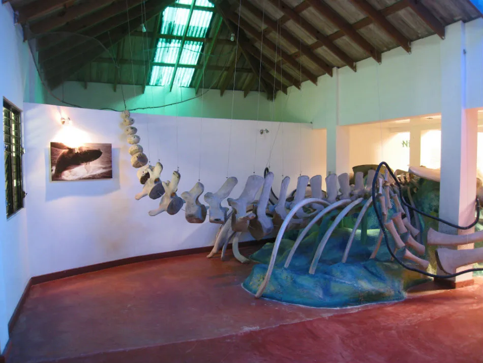 Whale Museum Of Samana 20 Min Drive