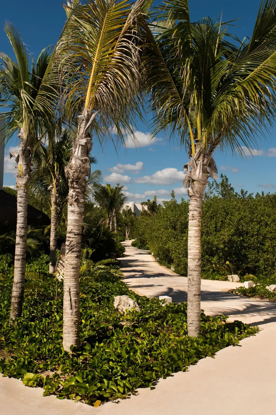 Palm-lined resort pathway under a blue sky at Chablé Maroma.