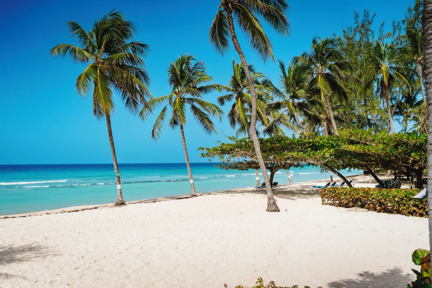 Palm-lined white sand beach and blue water at Coconut Court Beach Hotel.