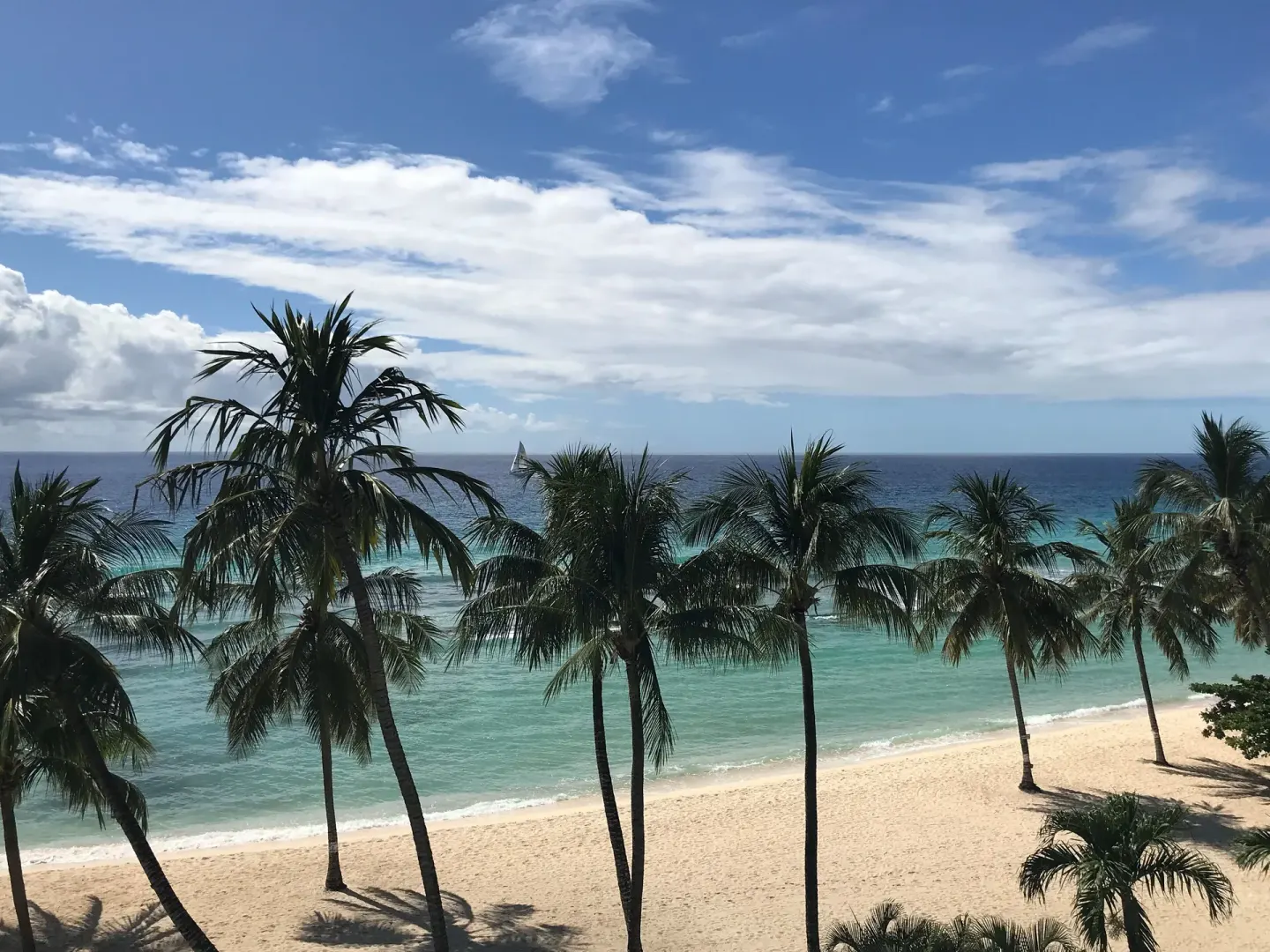 Oceanfront view of palm trees and beach at Coconut Court Beach Hotel.