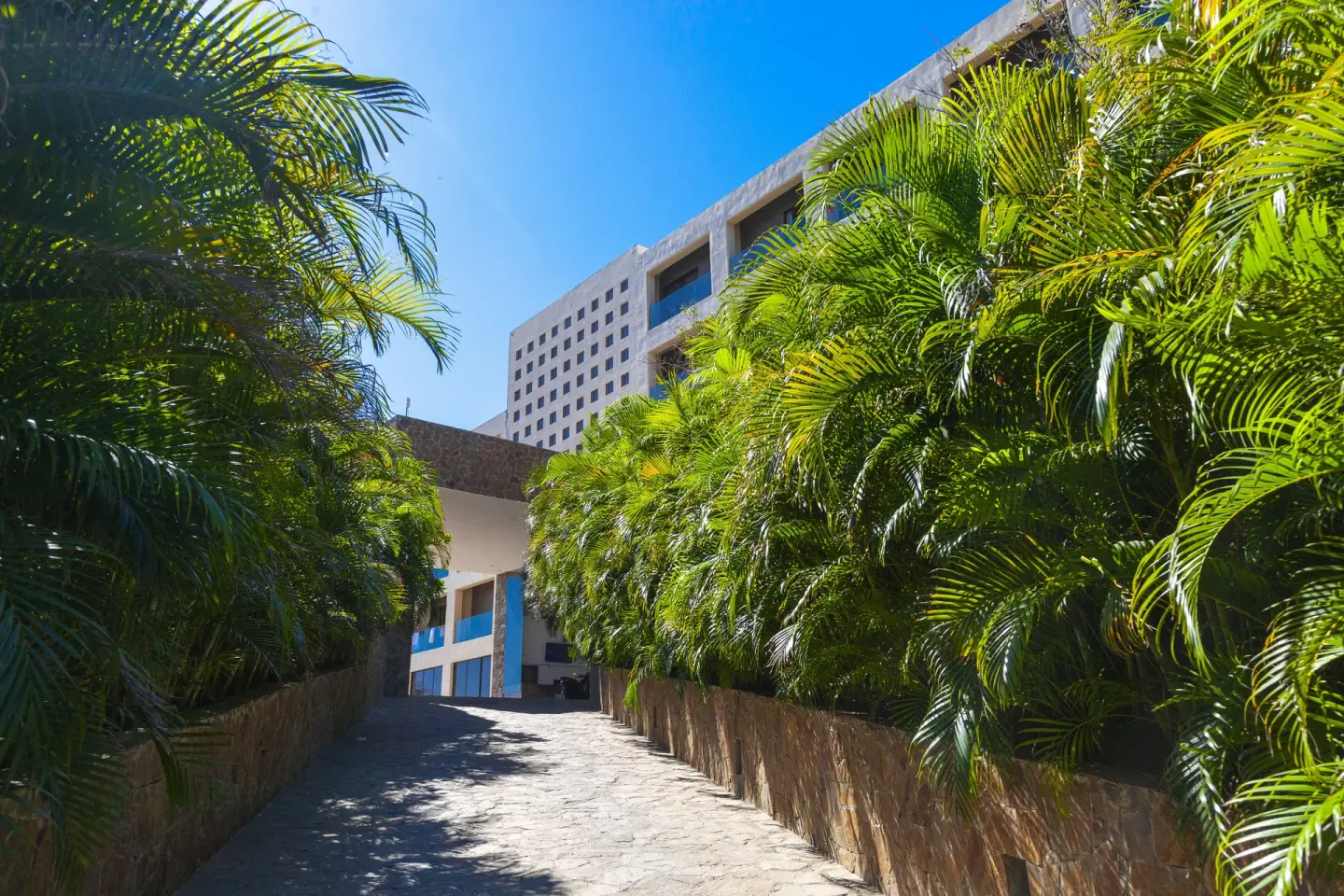 Palm-lined stone walkway leading toward resort buildings at Coral Blue Huatulco.