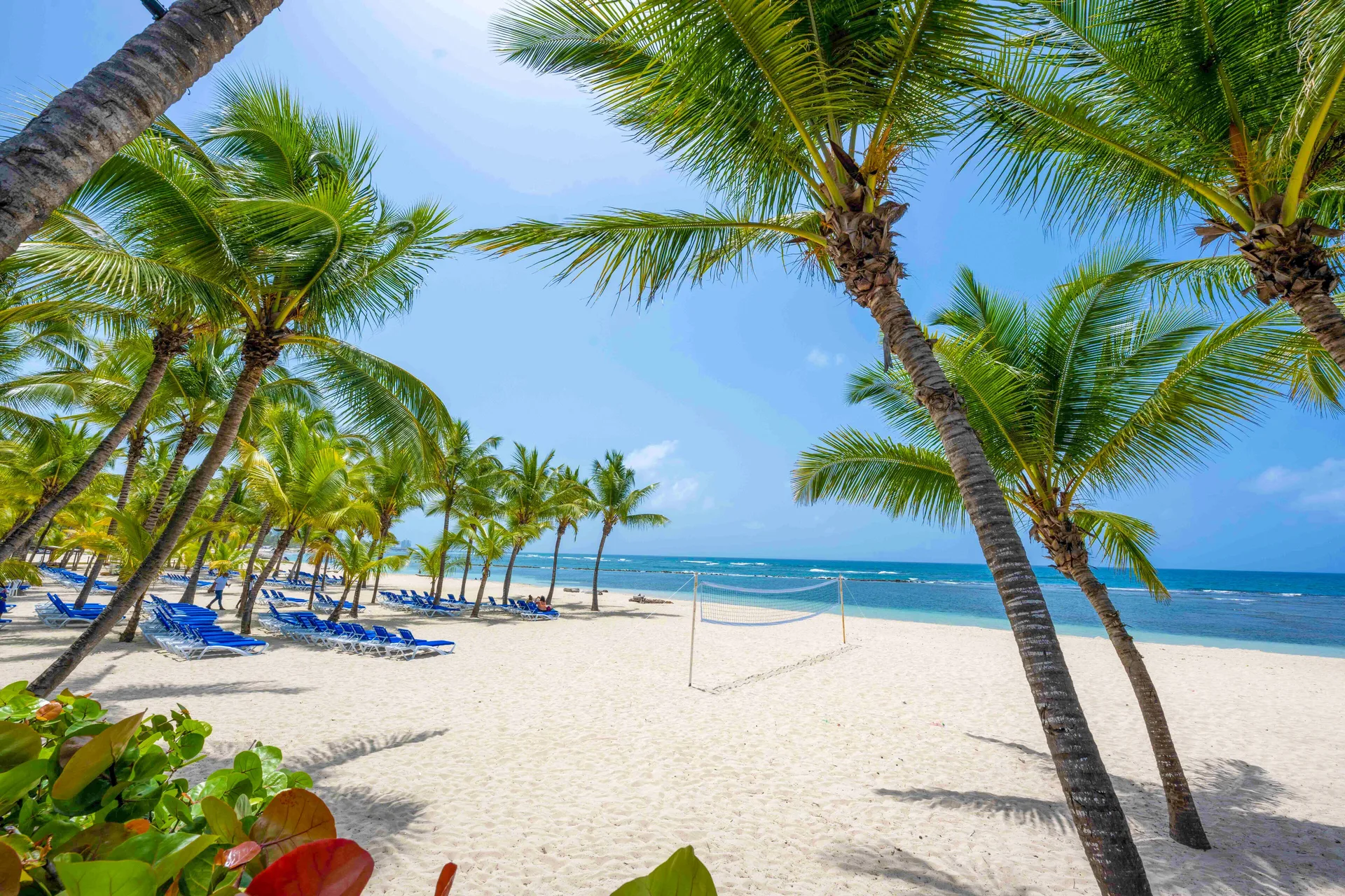 Beach volleyball net on white sand beneath palms at Coral Costa Caribe Beach Resort.