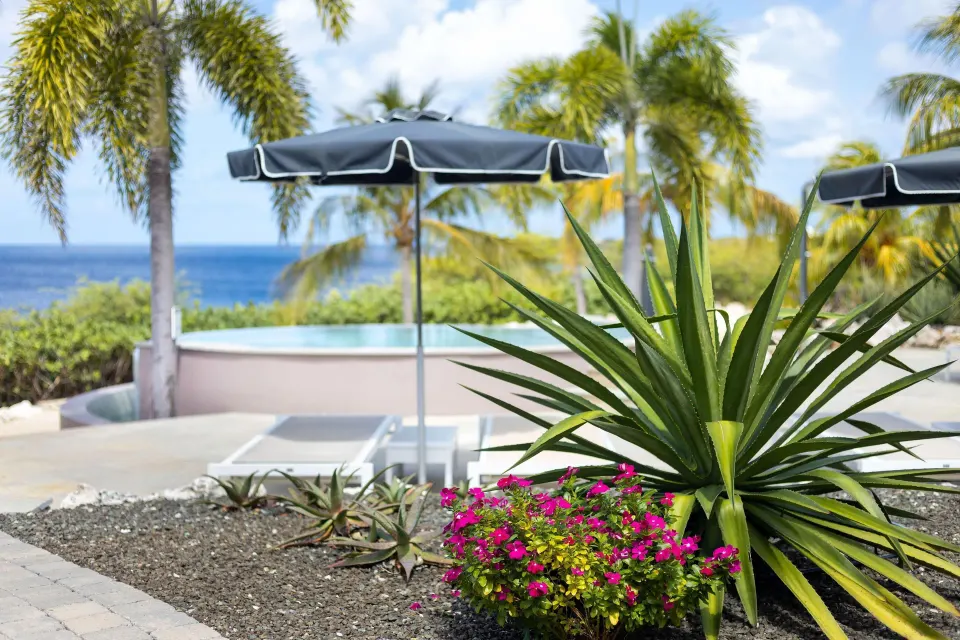 Tropical planting beside the VIP area pool at Coral Estate Luxury Resort.