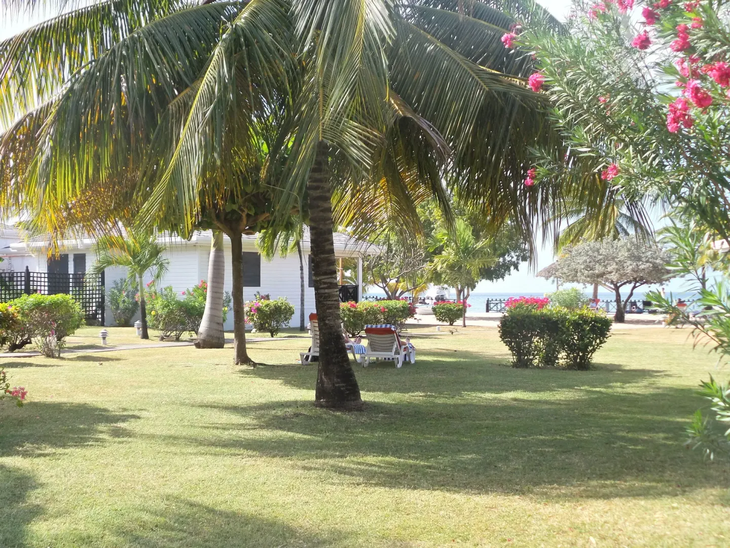 Palm-shaded lawn with loungers near the beach at Coyaba Beach Resort.