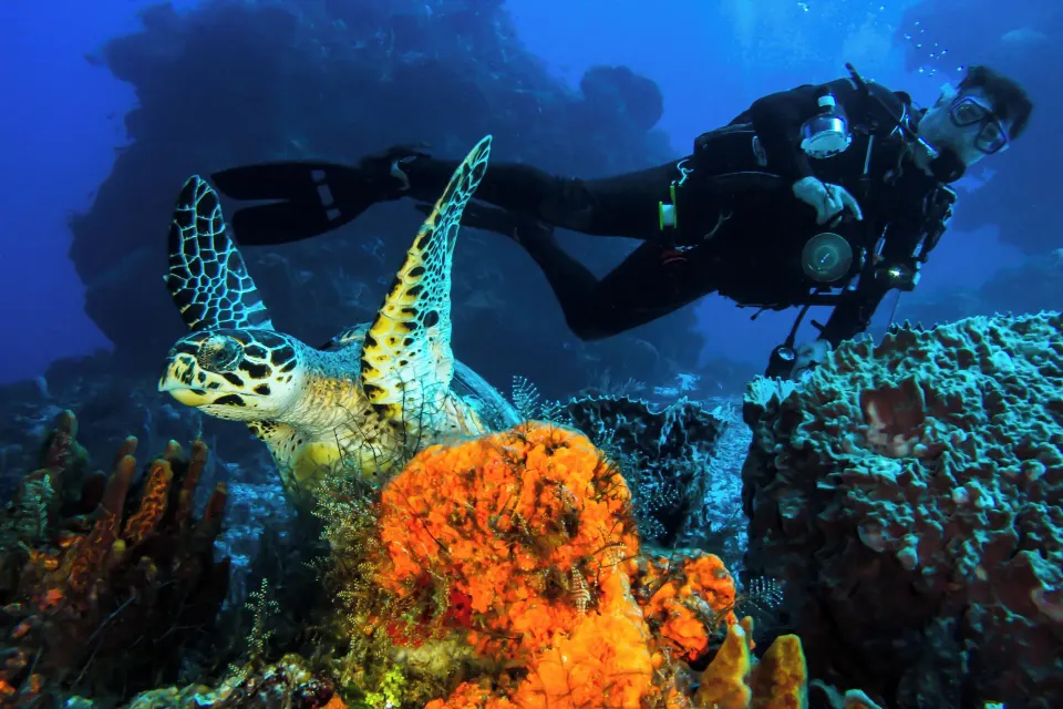 Diver observing a sea turtle on a coral reef at Cozumel Palace