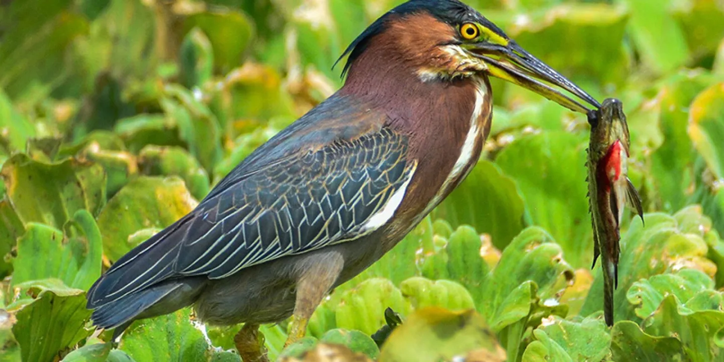Bubali Bird Sanctuary 1 Min Walk