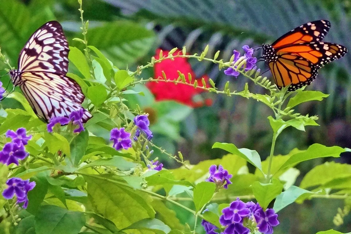 Butterfly Farm 1 Min Walk