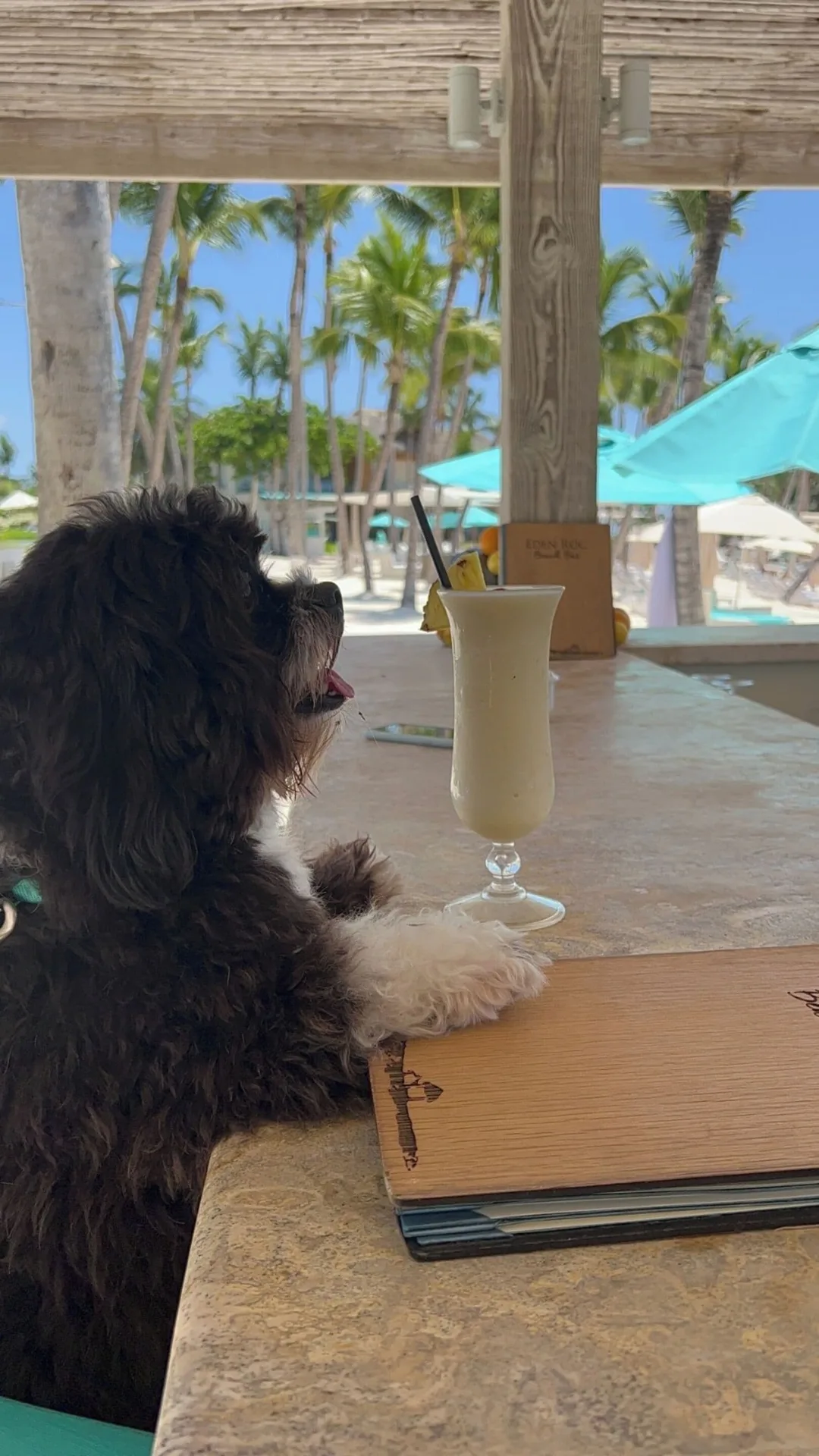 A dog sits at a shaded bar counter with a frozen drink at Eden Roc Cap Cana.