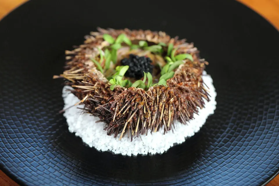 Sea urchin appetizer plated on a bed of salt at El Mangroove Papagayo