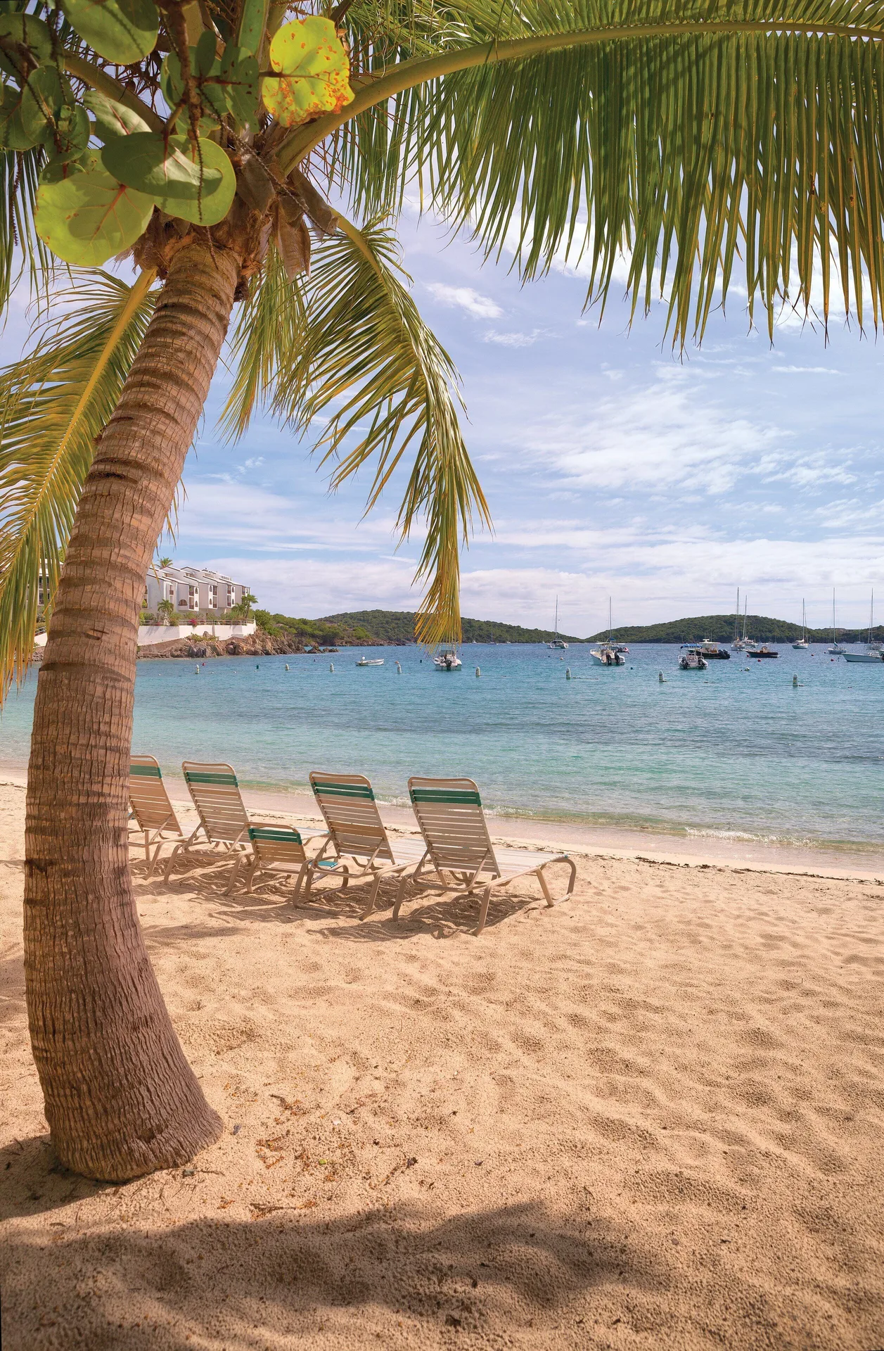 Lounge chairs beneath a palm tree facing the bay at Elysian Beach Resort.