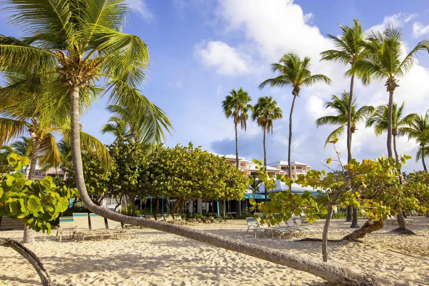 Beachfront palms, lounge chairs, and resort buildings behind the sand at Elysian Beach Resort.