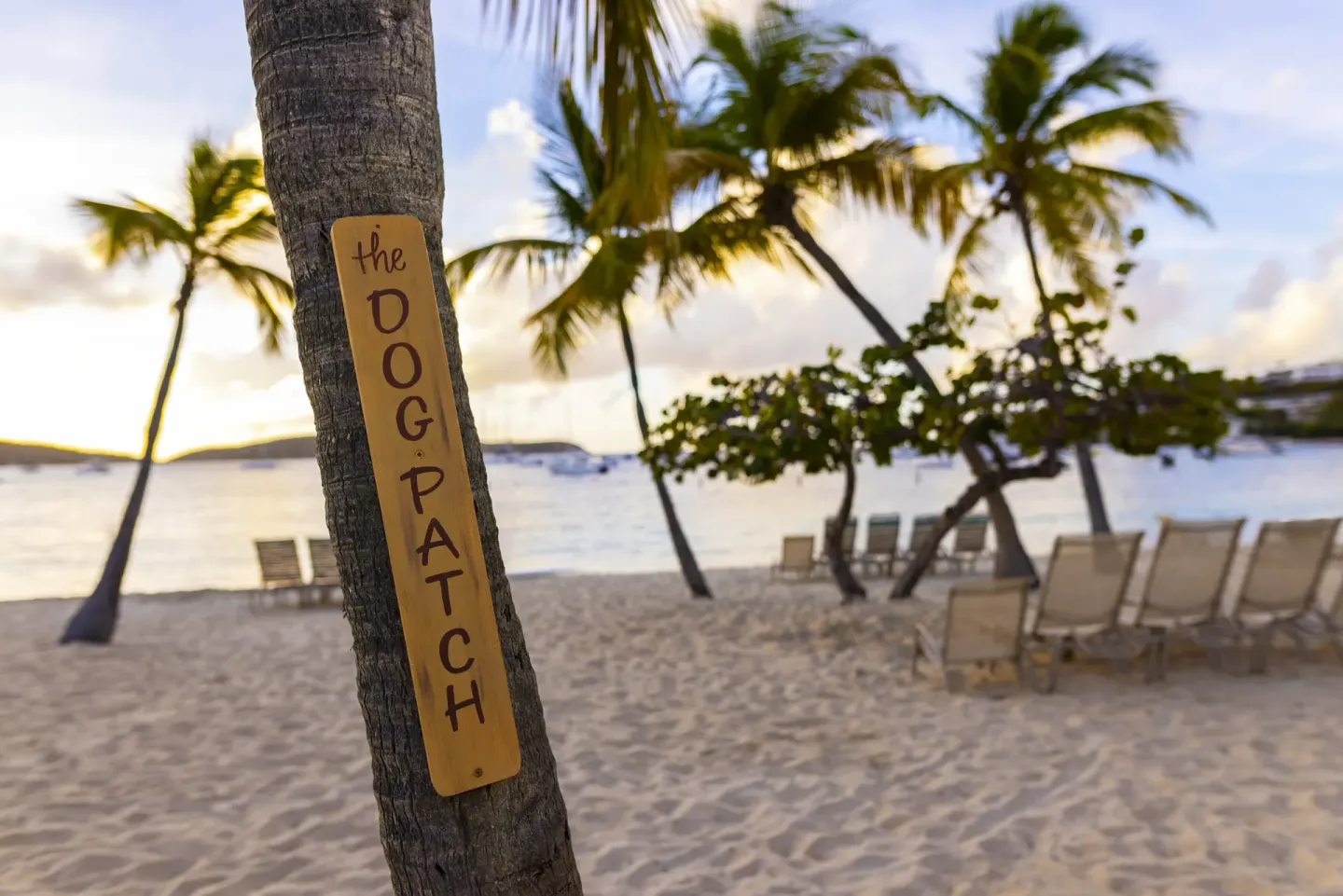 The Dog Patch sign on a palm tree by the beach at Elysian Beach Resort.