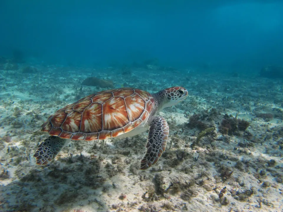 Green sea turtle swimming over a sandy seabed near Encantada Tulum.