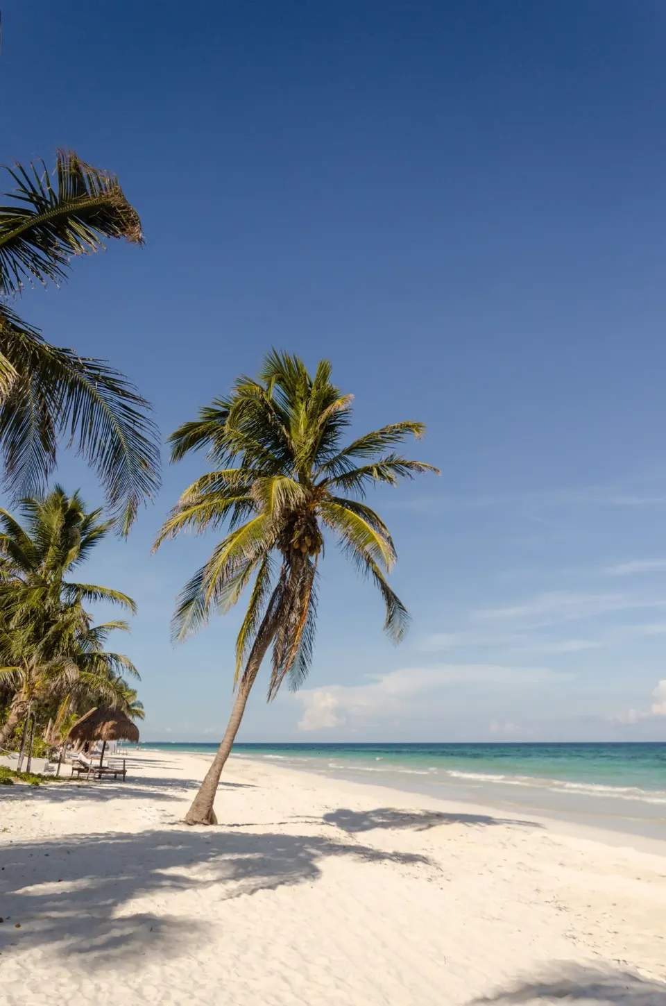 White-sand beach with leaning palms and turquoise sea at Encantada Tulum