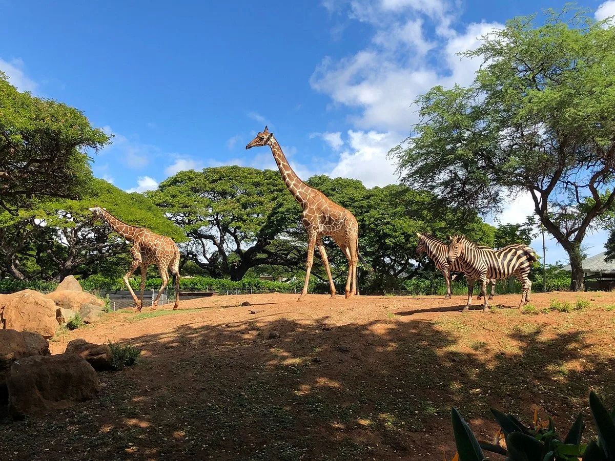 Honolulu Zoo 5 Min Walk