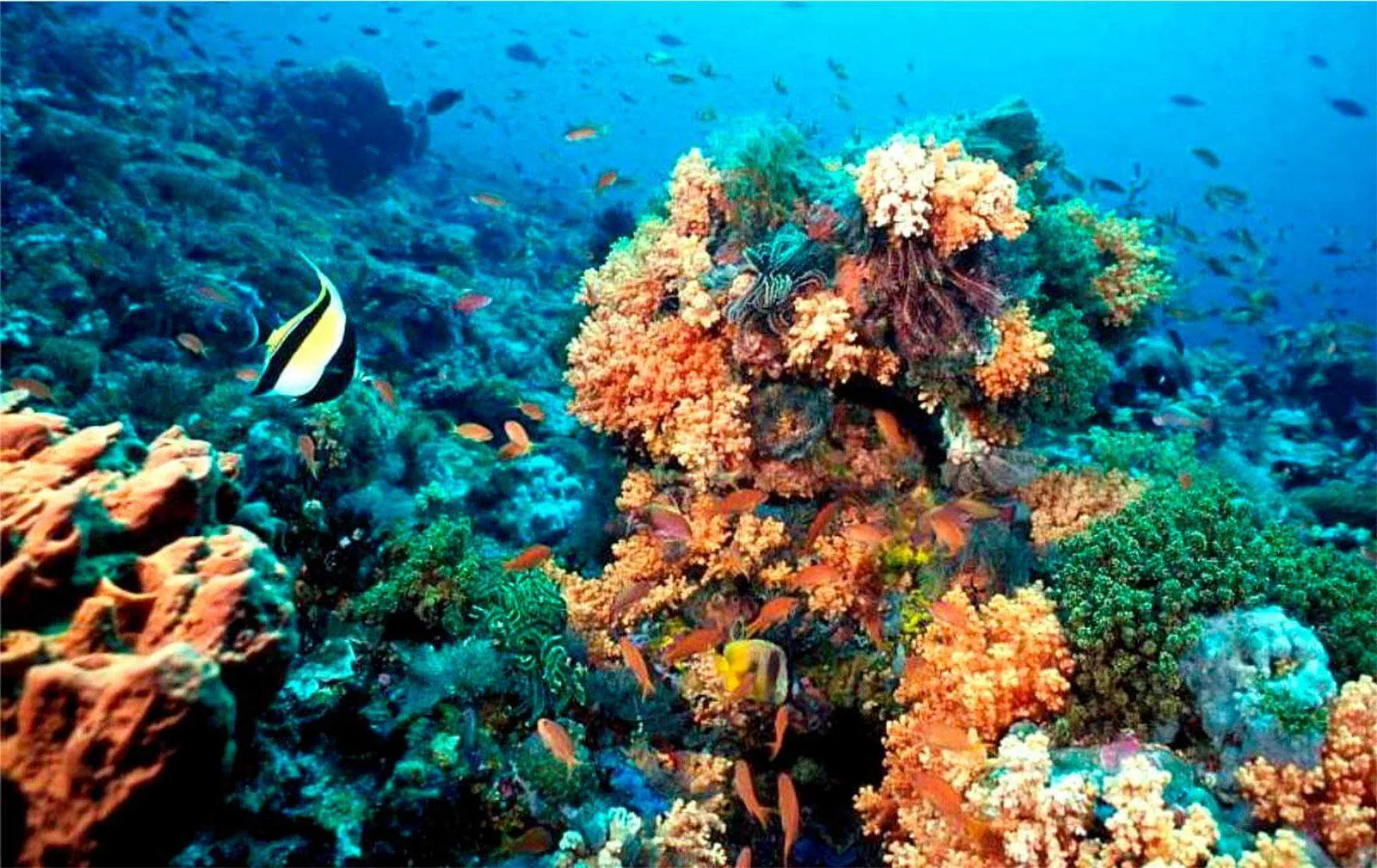 Arrecife De Puerto Morelos National Park 15 Min Walk