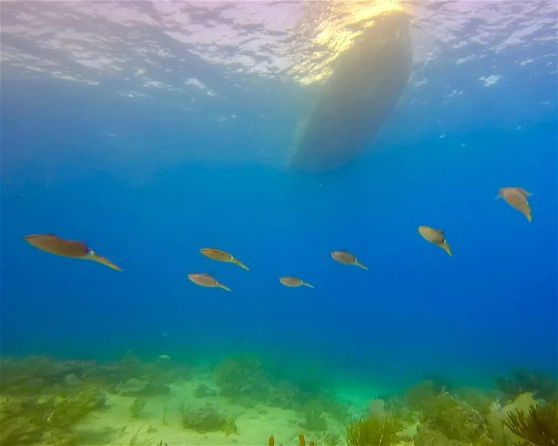 Chun Zumbul Diving Site 10 Min Drive
