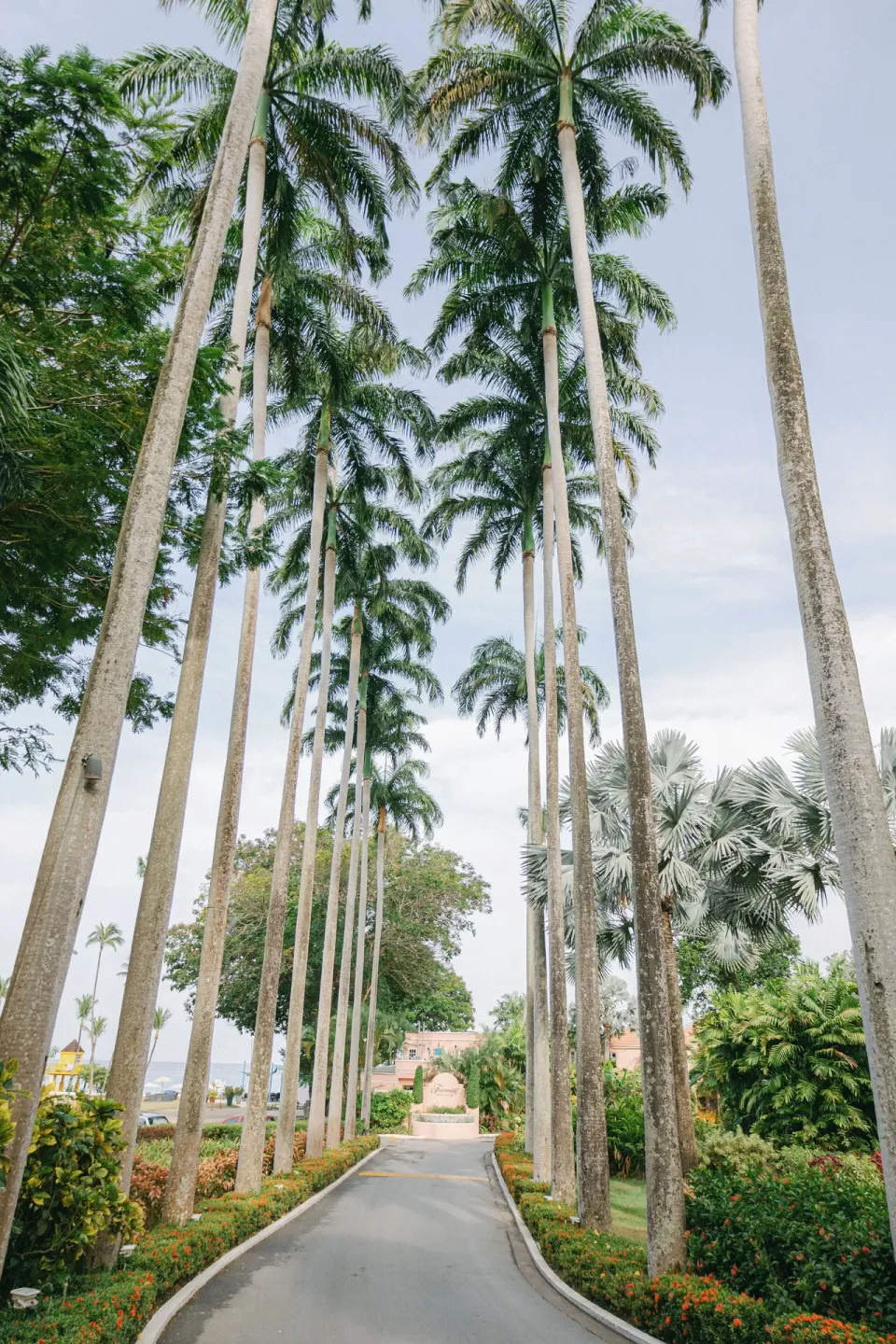 Palm-lined entrance drive through tropical gardens at Fairmont Royal Pavilion.