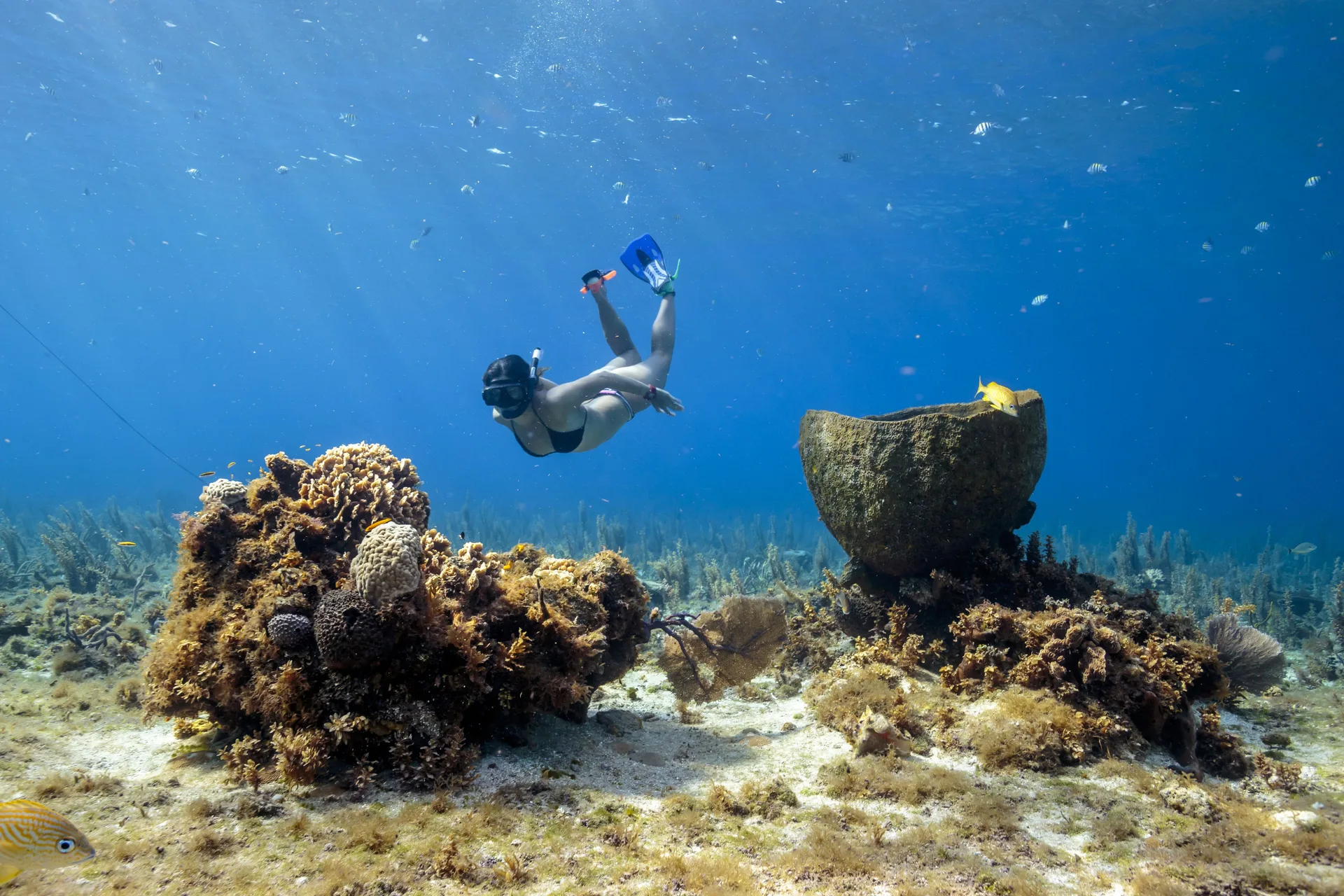 Snorkeler swimming above coral and fish near Fiesta Americana Cozumel.