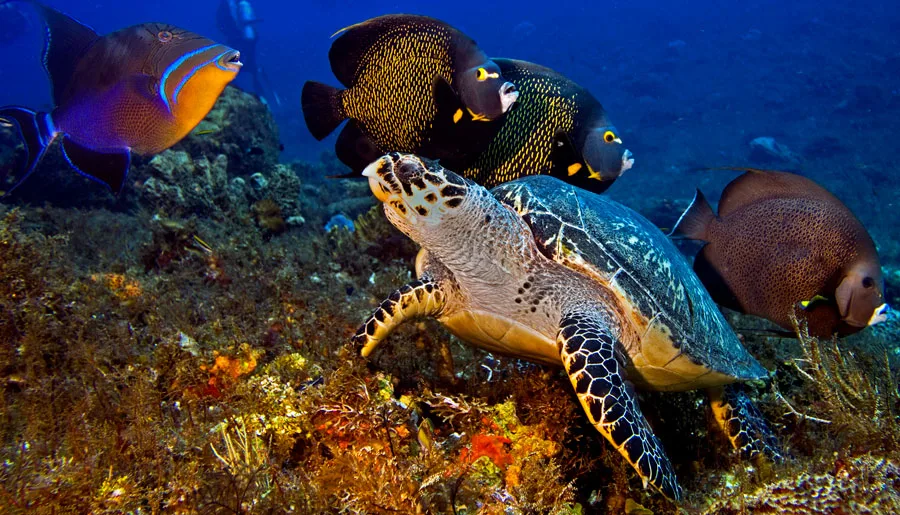 Arrecifes de Cozumel National Park near Fiesta Americana Cozumel