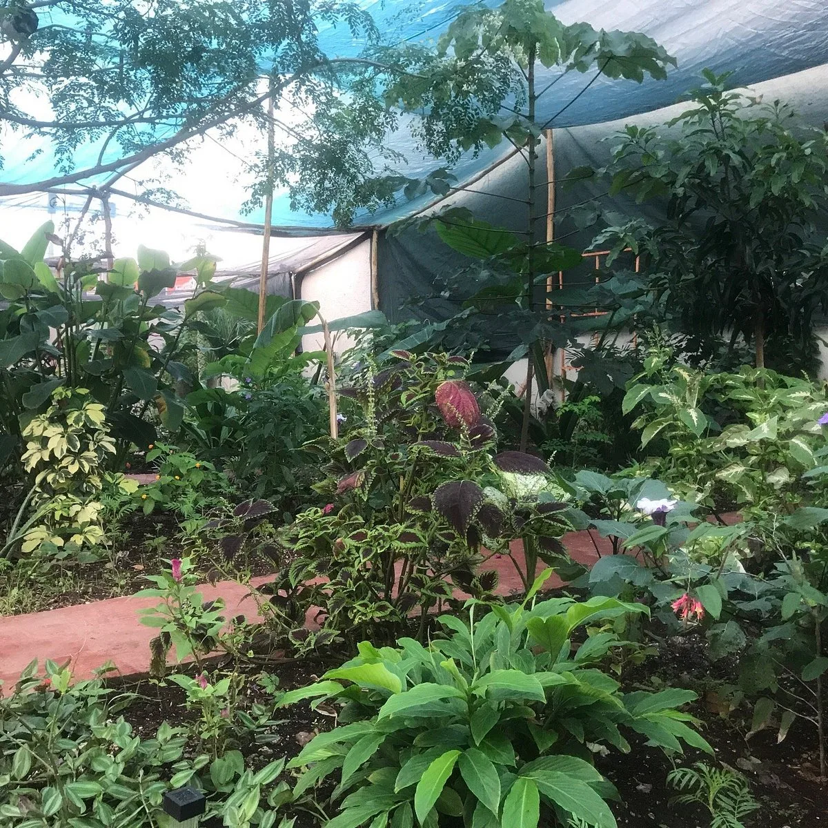 Cozumel Butterfly & Botanical Gardens near Fiesta Americana Cozumel
