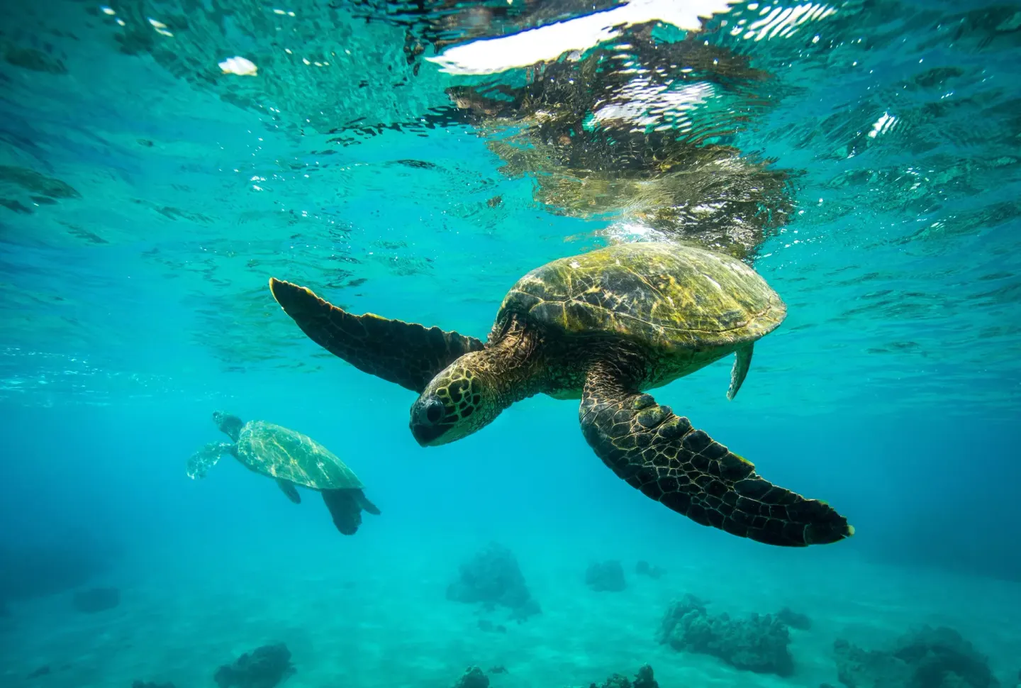 Sea turtles swim underwater near Four Seasons Resort Maui at Wailea.