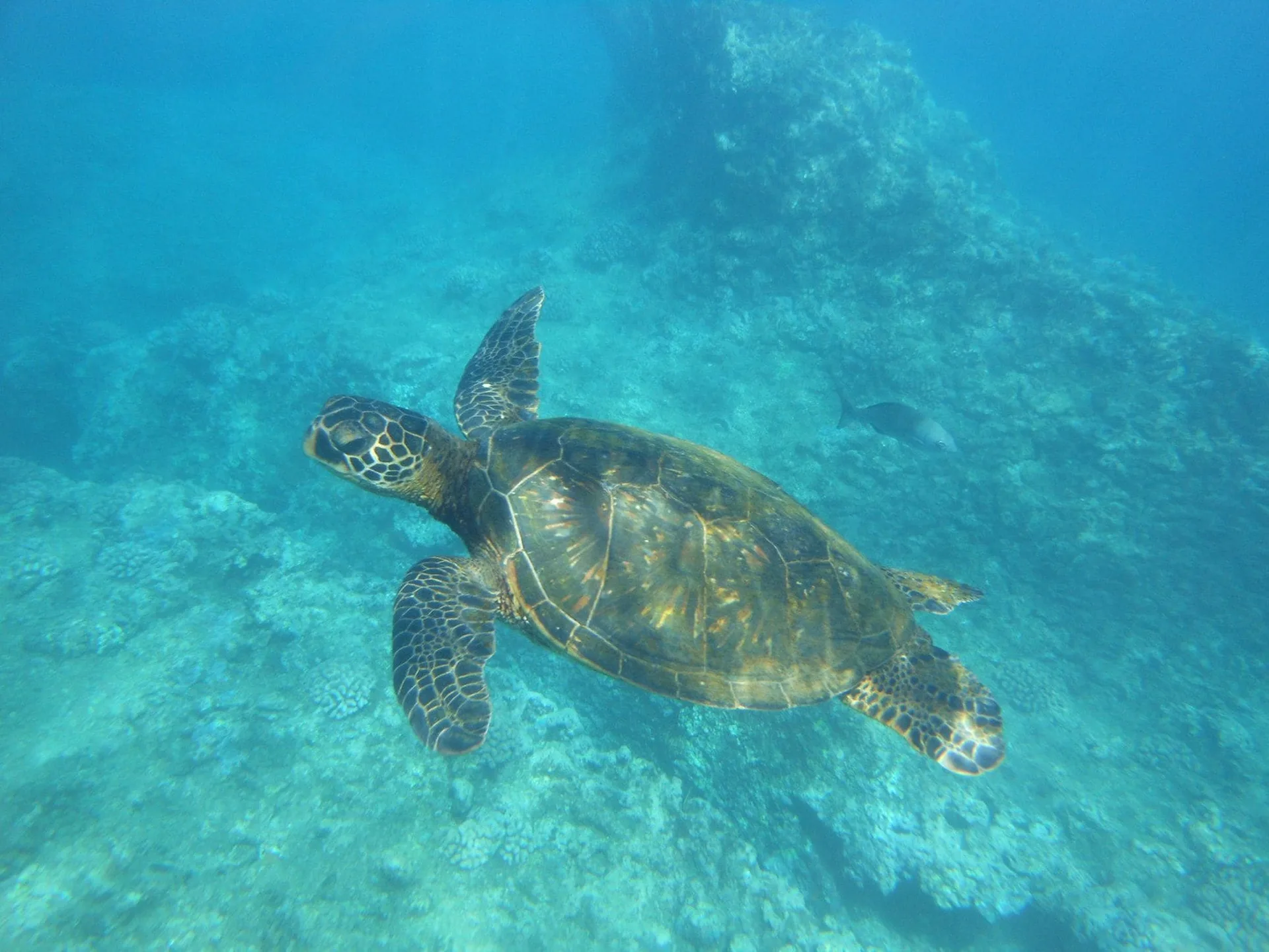 A sea turtle swims over coral in clear water near Four Seasons Resort Oahu at Ko Olina.