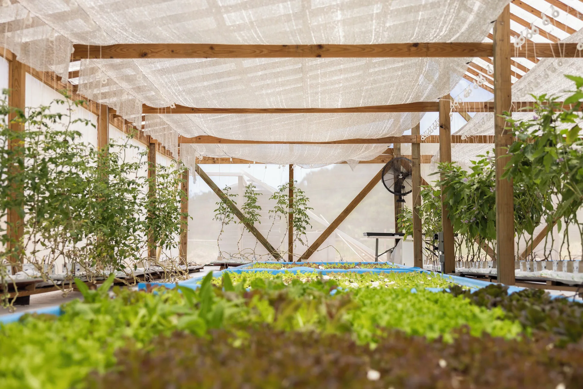 Greenhouse lettuces and plants growing at Galley Bay Resort & Spa.